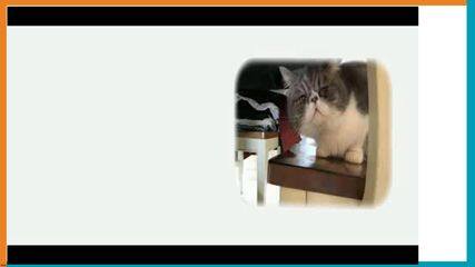 7B Unit8 Pets Grammar A