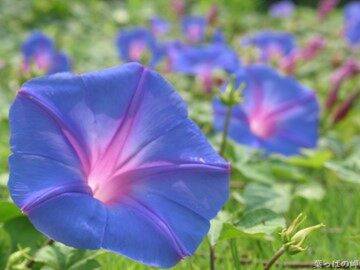 13 花钟