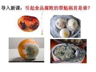 细菌和真菌的分布