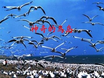 神奇的鸟岛_课件1