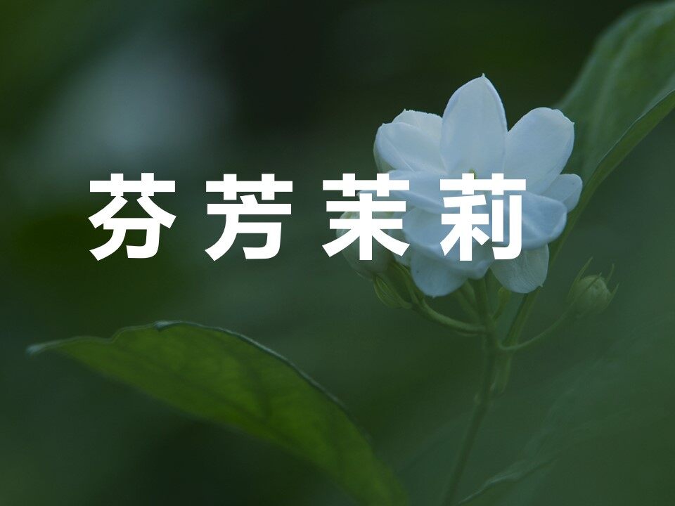 芬芳茉莉