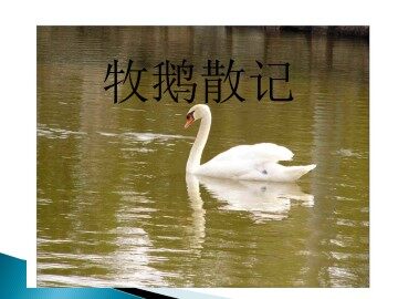牧鹅散记_课件1