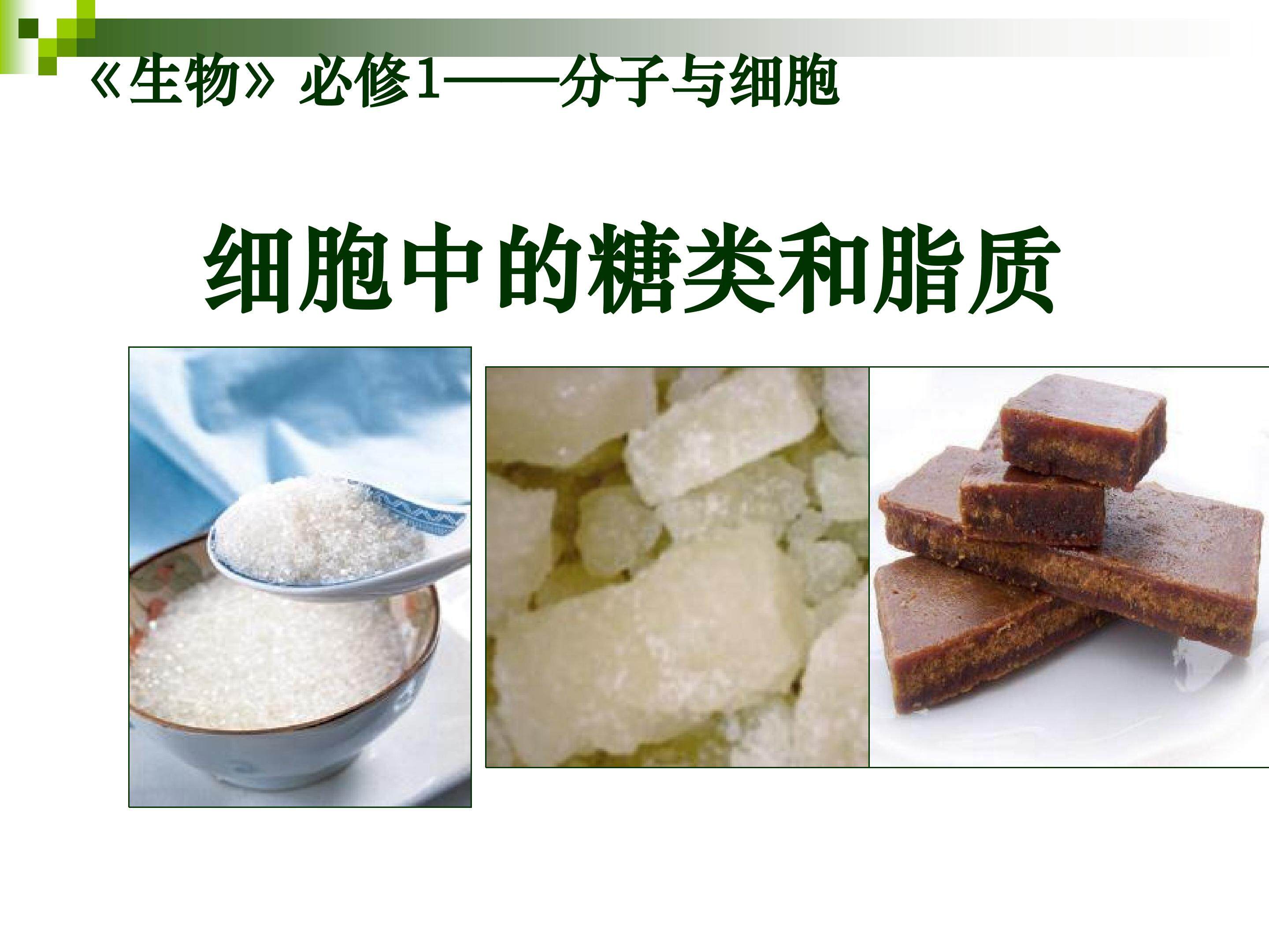 细胞中的糖类和脂质