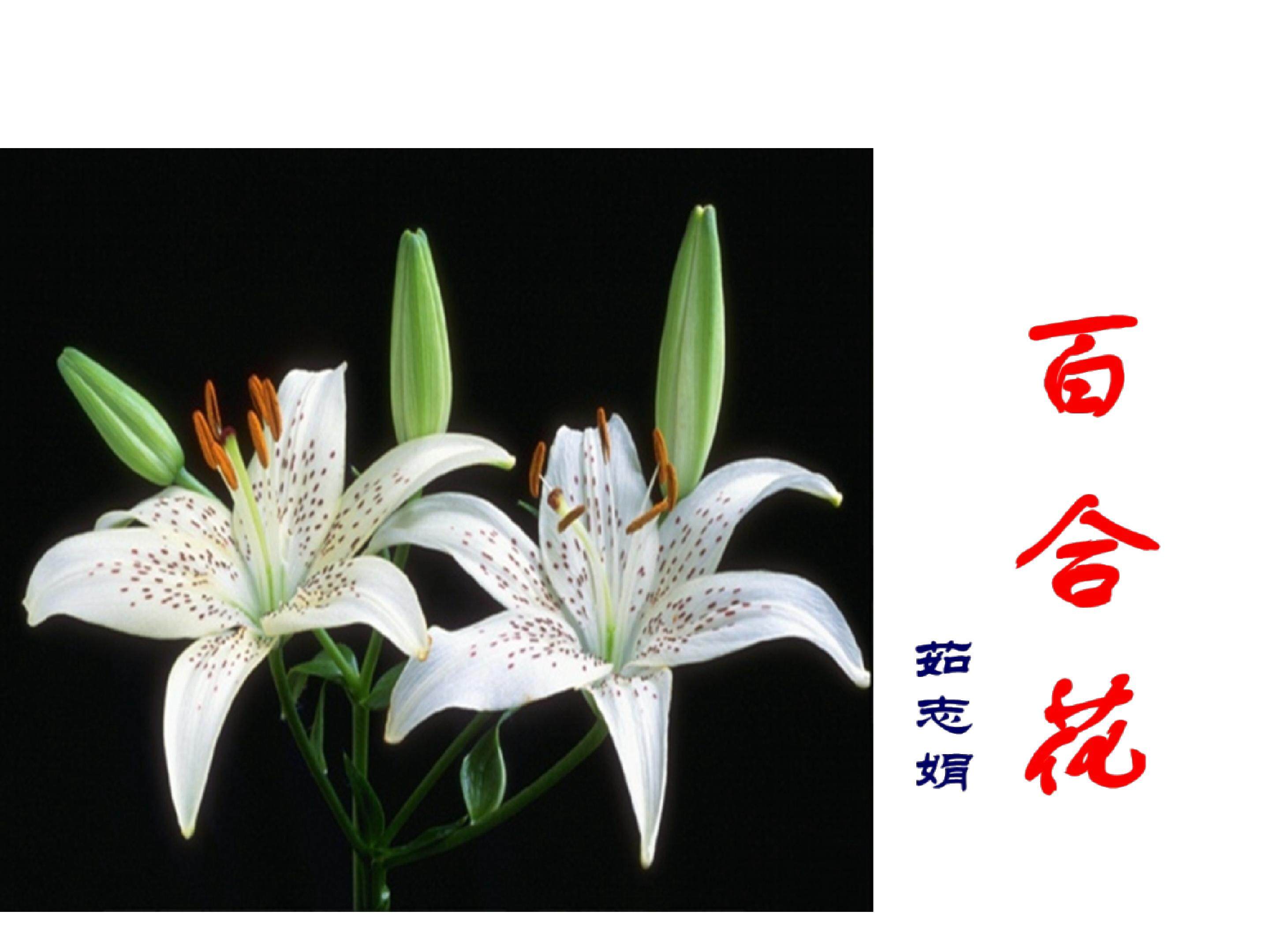 百合花_课件8
