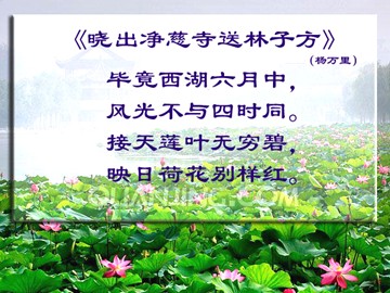 映日荷花别样红课件 