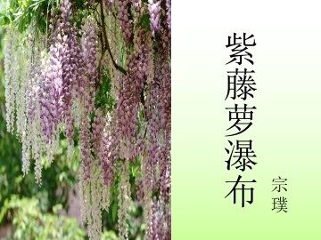 紫藤萝瀑布_课件6