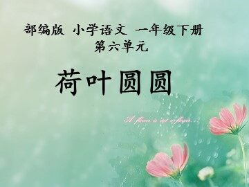 14 荷叶圆圆 