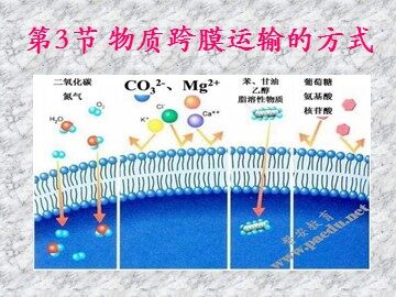 科学前沿  授予诺贝尔化学奖的通道蛋白研究