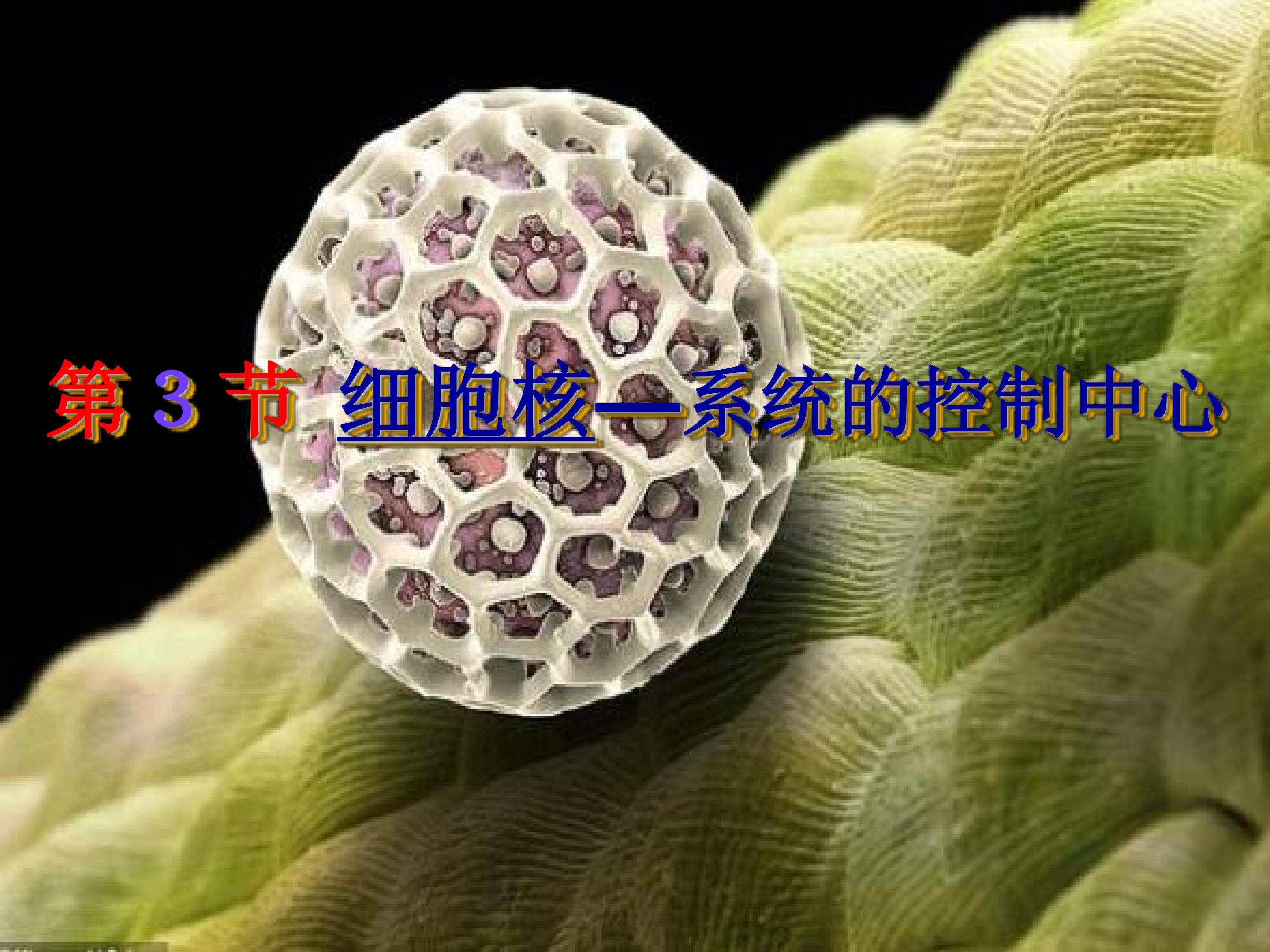第三章第三节细胞核--系统的控制中心