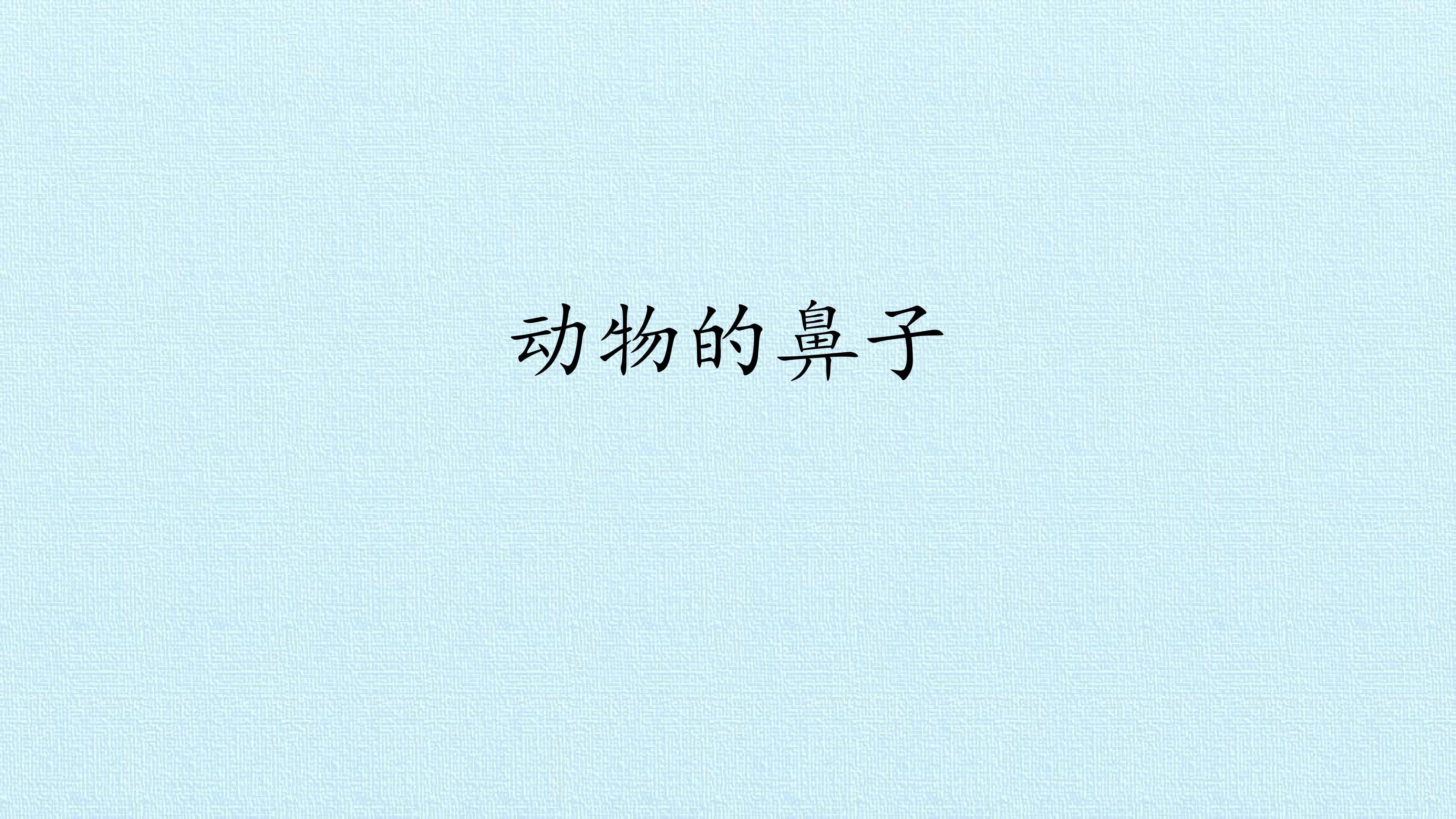 动物的鼻子