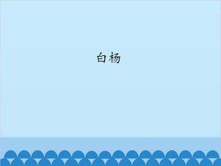 白杨_课件1