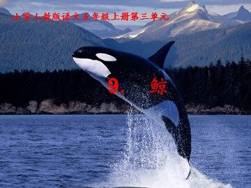 9 鲸