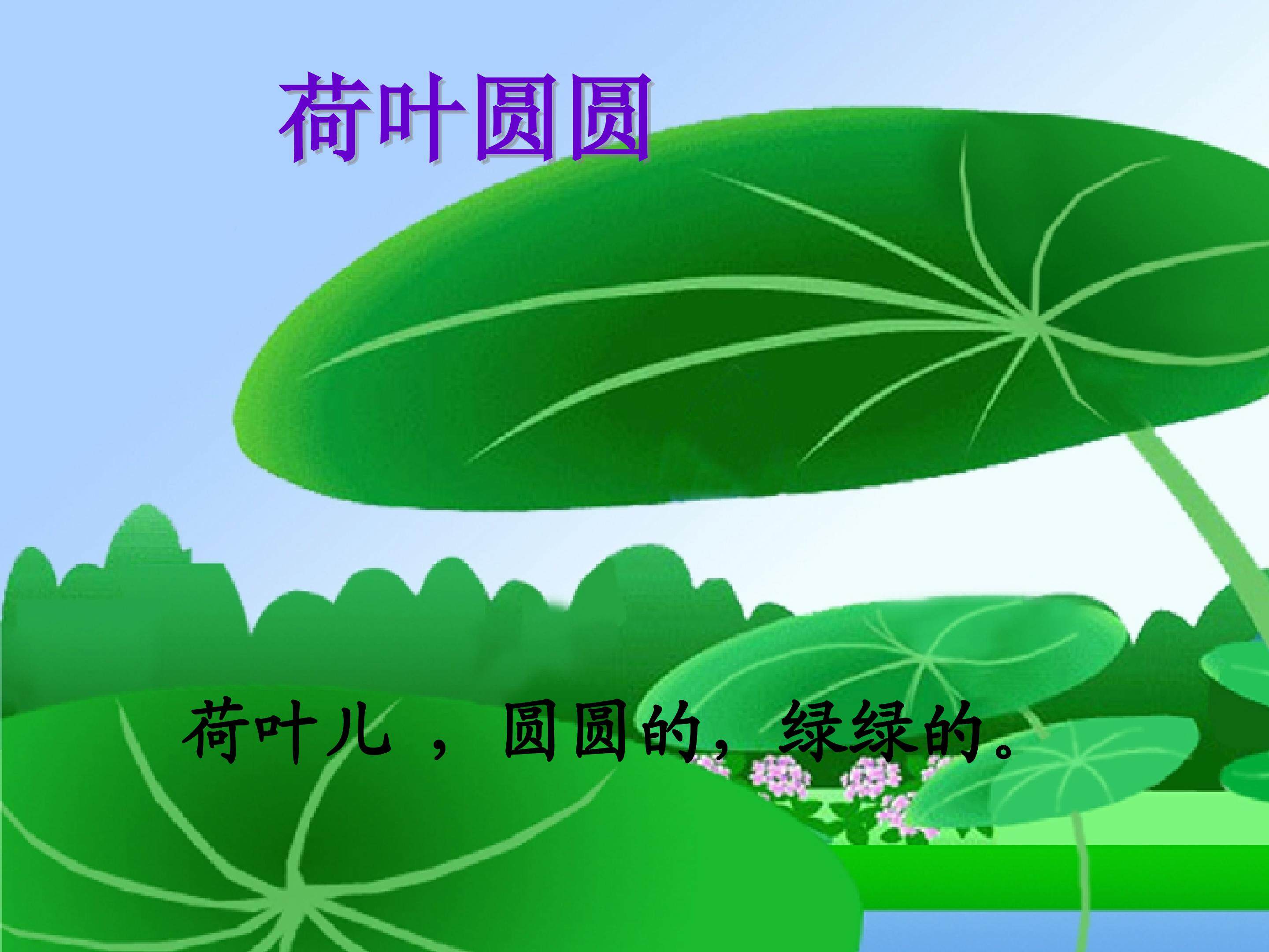 《荷叶圆圆》