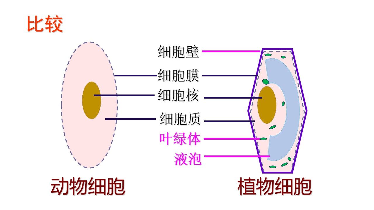 细胞的生活
