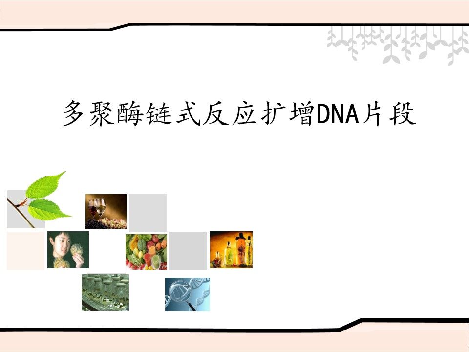 多聚酶链式反应扩增DNA片段_课件1
