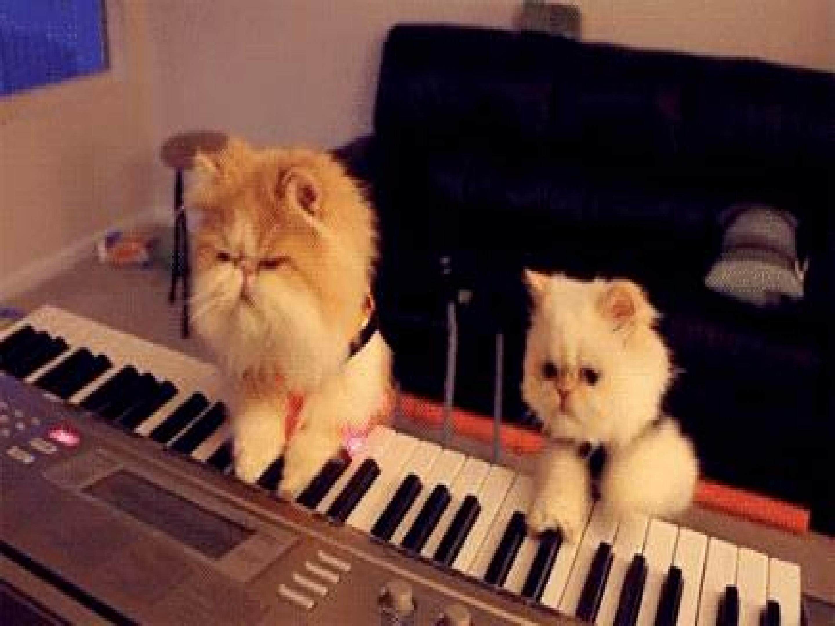 《猫》