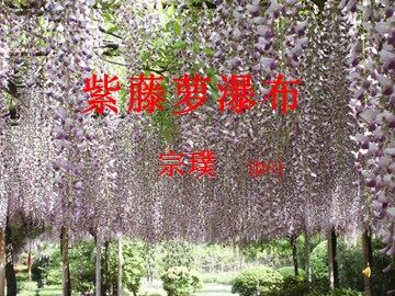 16 紫藤萝瀑布