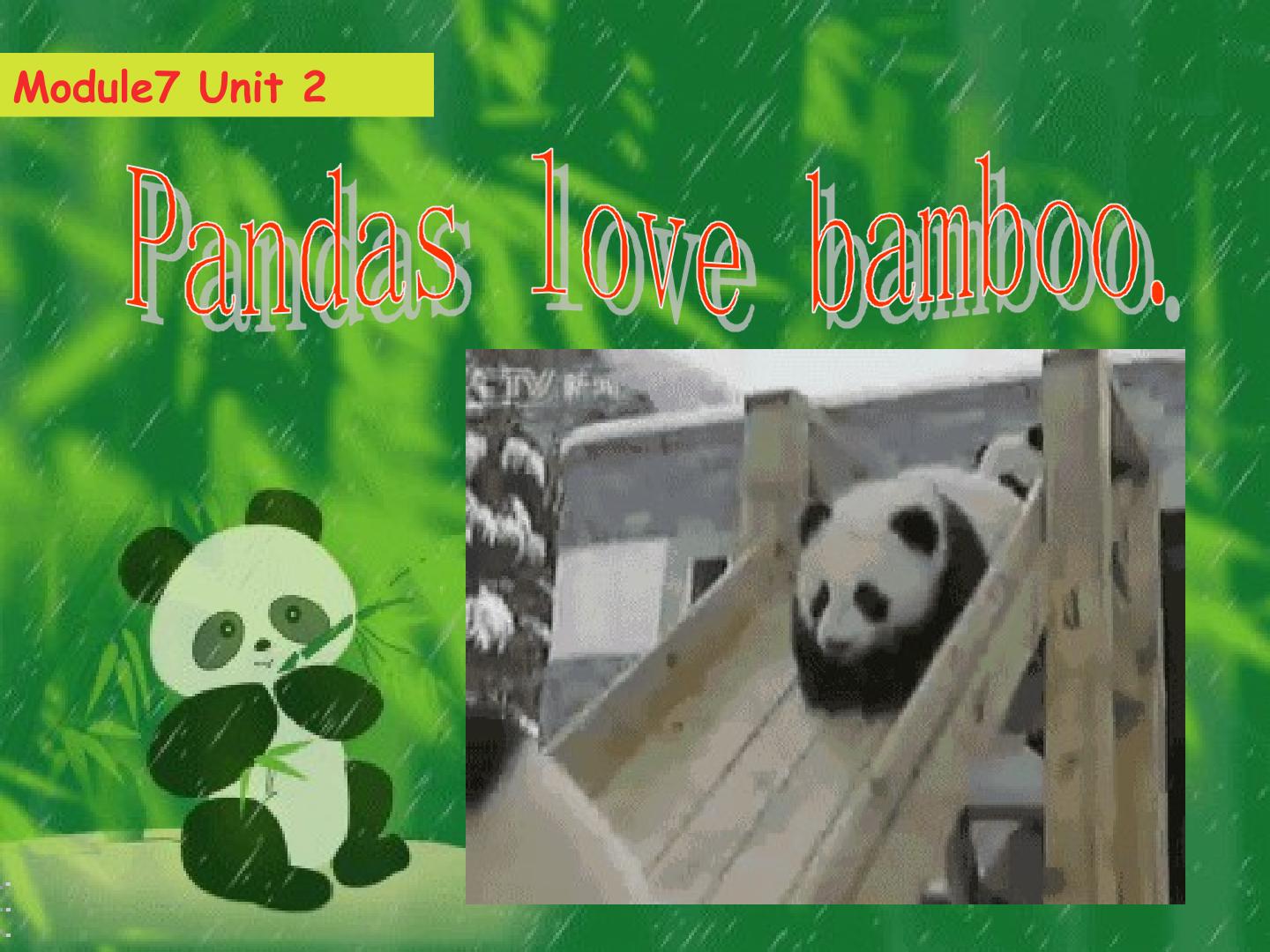 Pandas love bamboo.