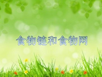 5.食物链和食物网