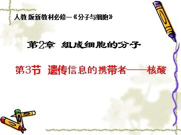 第3节  遗传信息的携带者——核酸