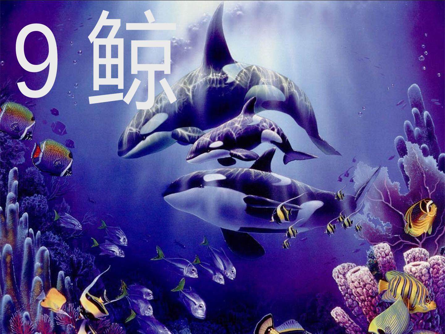 人教版五年级语文上册《鲸》