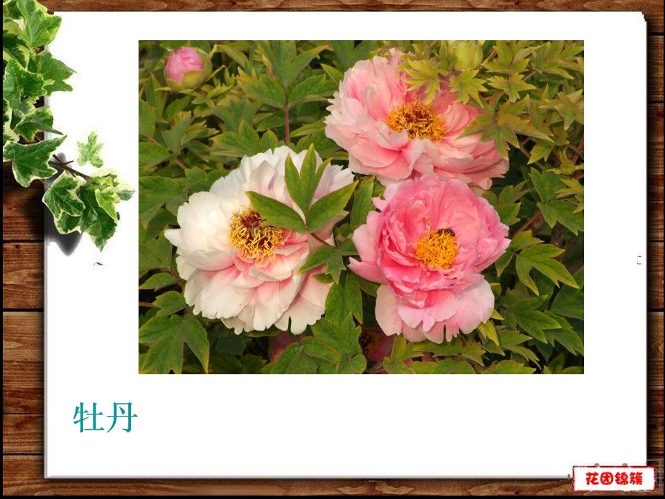 瓶花