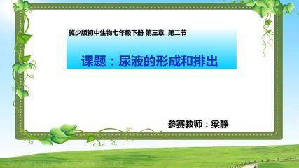 尿液的形成和排出
