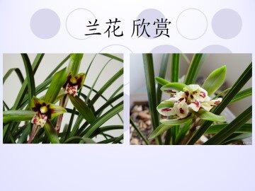 用显微镜观察身边的生命世界（一）_课件1
