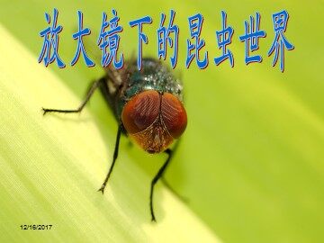 《放大镜下的昆虫世界》课件1