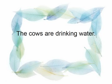 The cows are drinking water._课件1