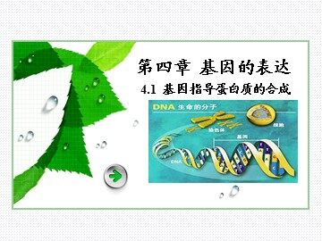 第1节  基因指导蛋白质的合成