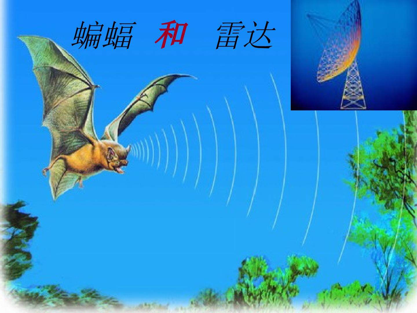 11 蝙蝠和雷达