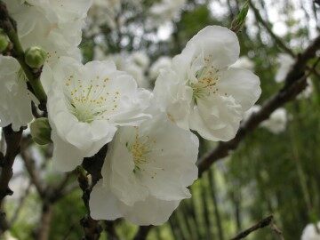 实际问题与反比例函数_课件1