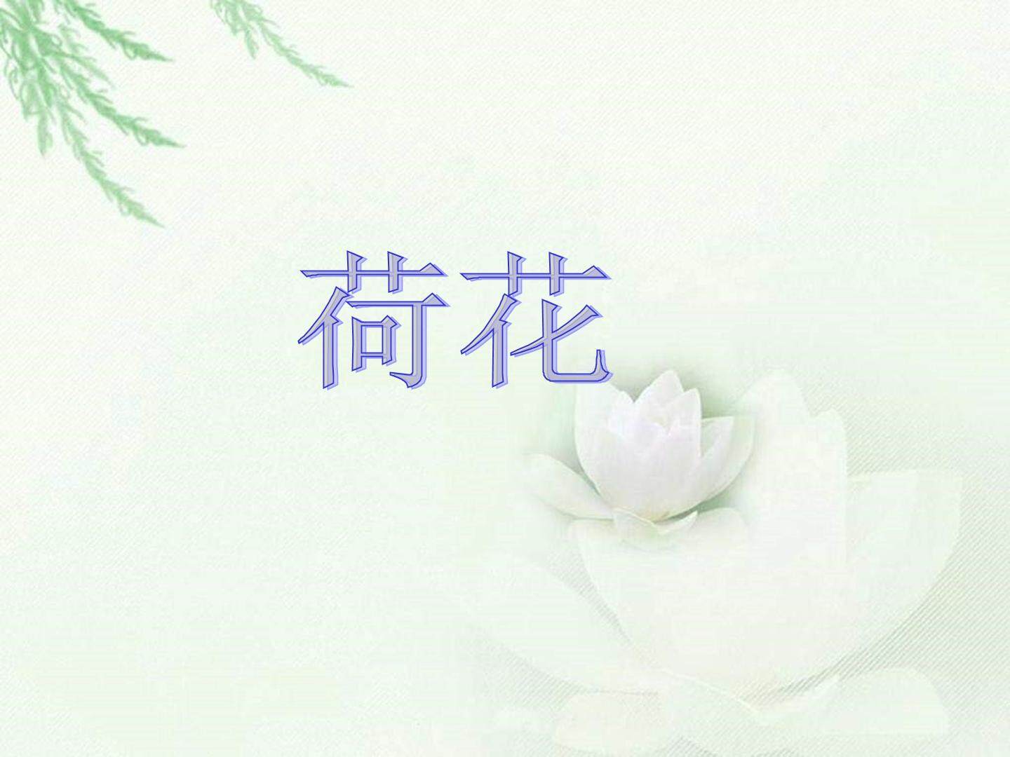 荷花_课件1