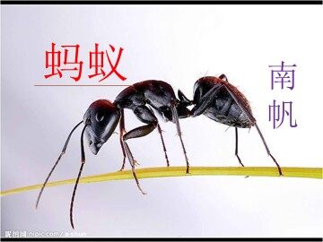 4  蚂蚁