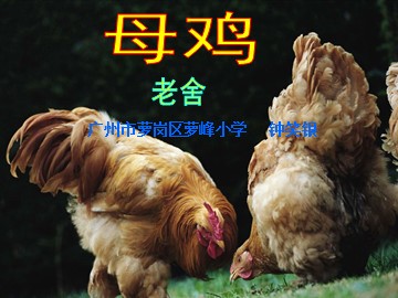 6.《母鸡》教学课件