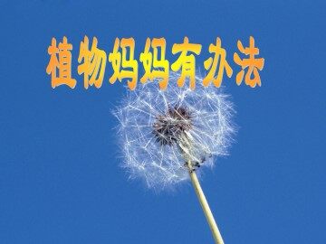 植物妈妈有办法_课件1