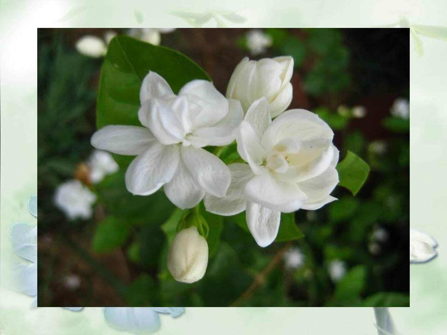 茉莉花
