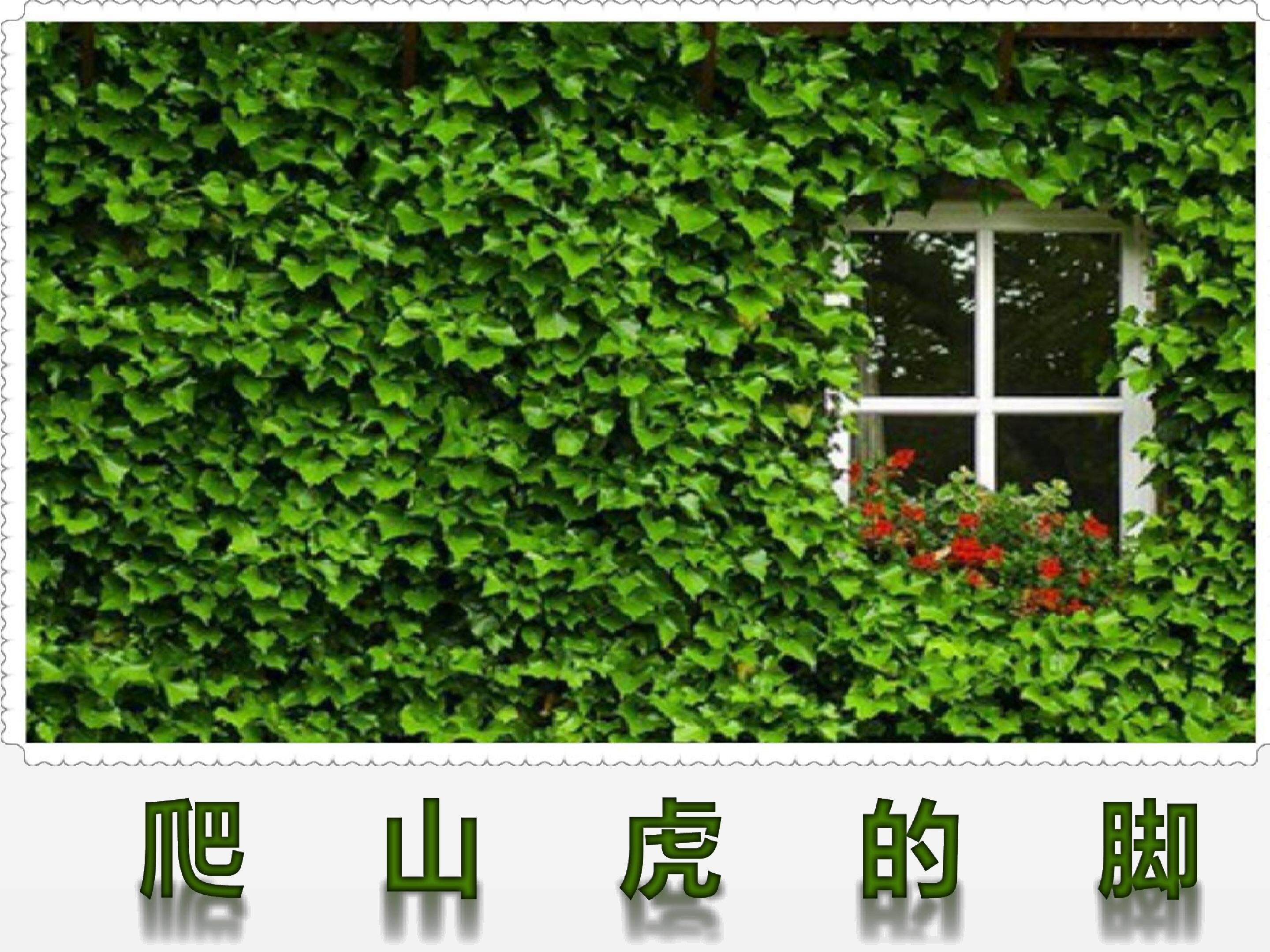 爬山虎的脚