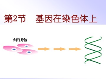 科学家的故事  染色体遗传理论的奠基人——摩尔根