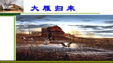 14＊大雁归来
