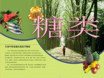 糖类_课件6