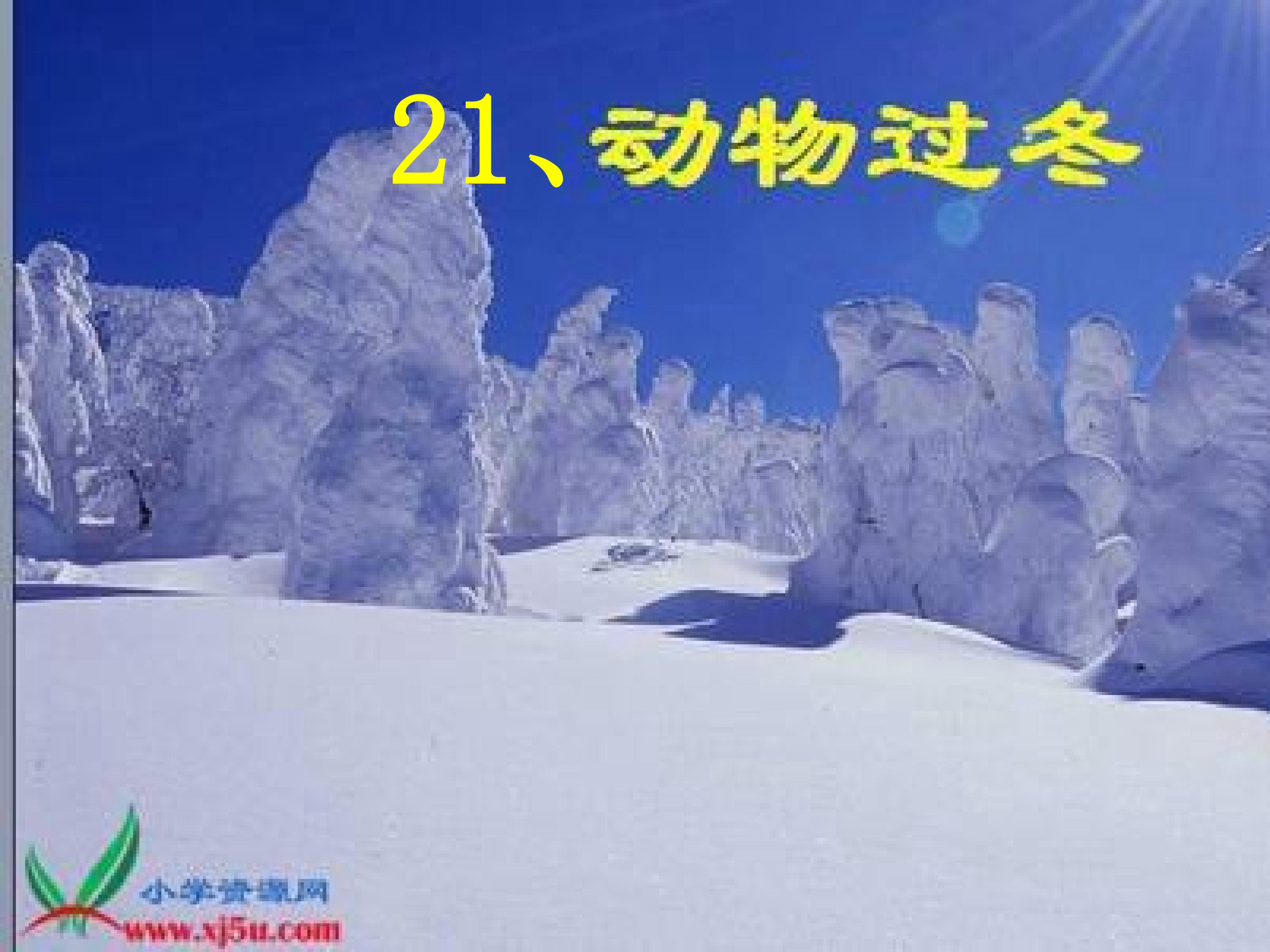 《动物过冬》课件
