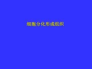 细胞分化形成组织_课件1