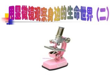 用显微镜观察身边的生命世界(二)课件2