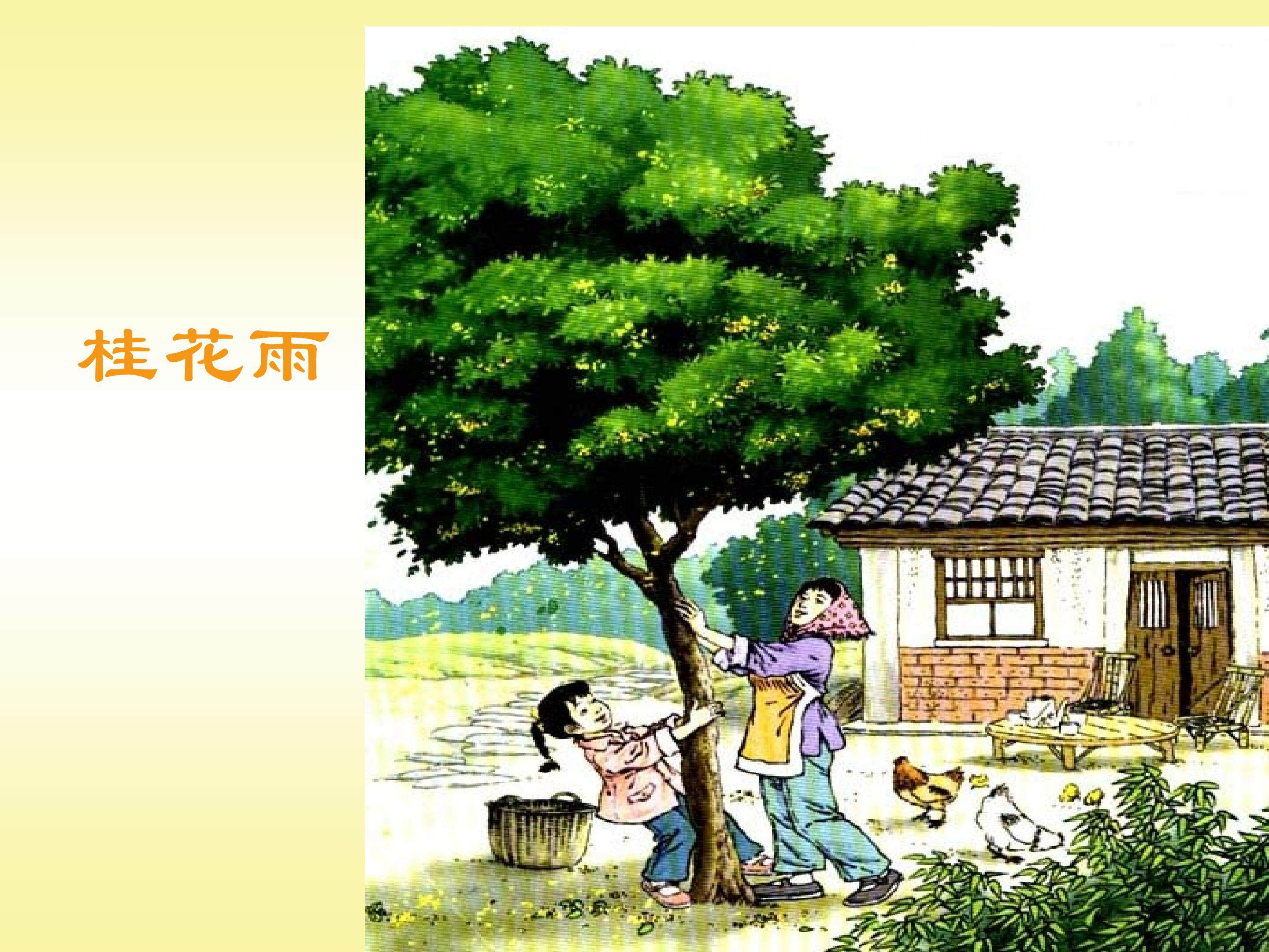桂花雨