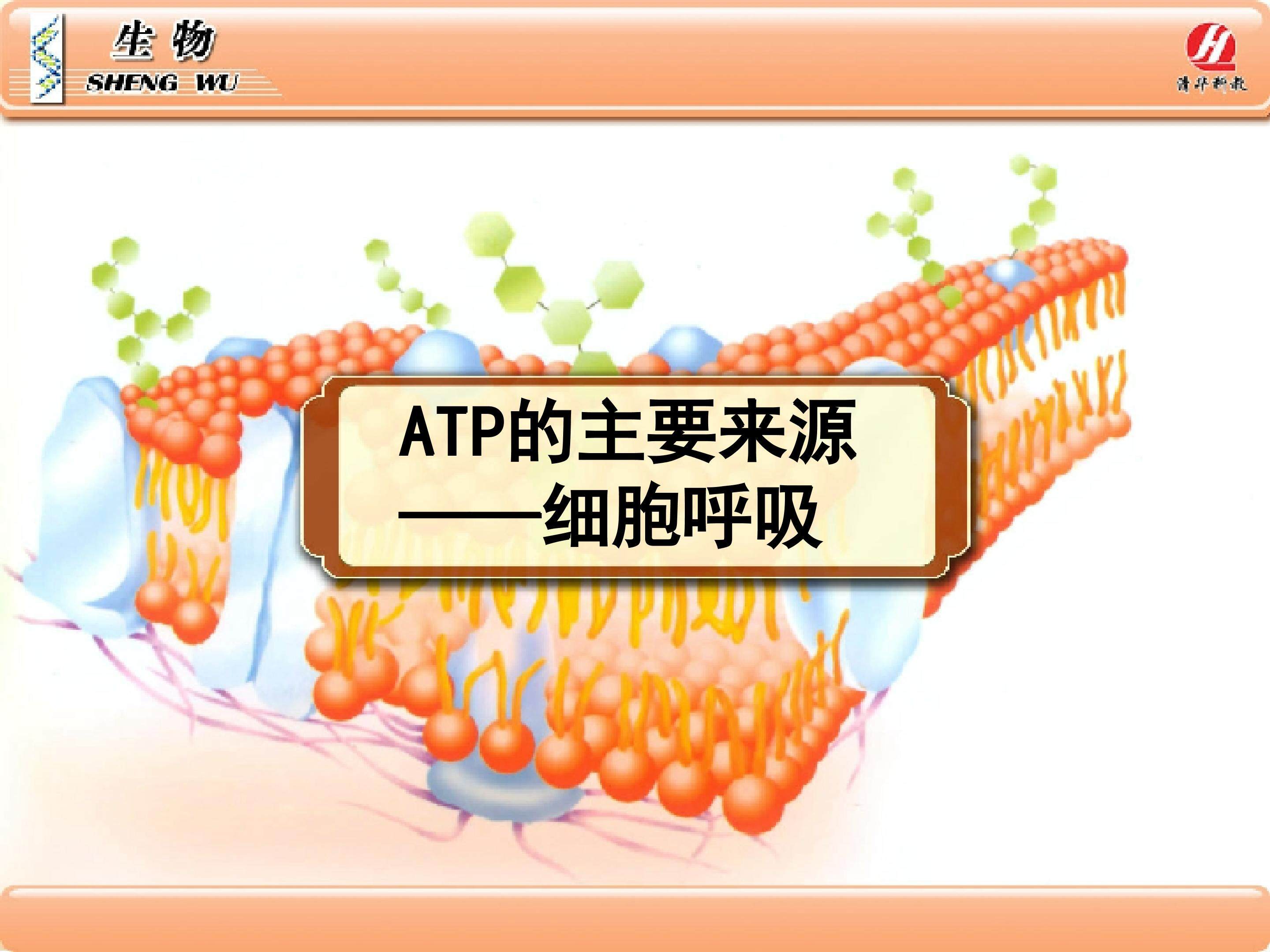 ATP的主要来源----细胞呼吸