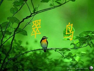 5 翠鸟