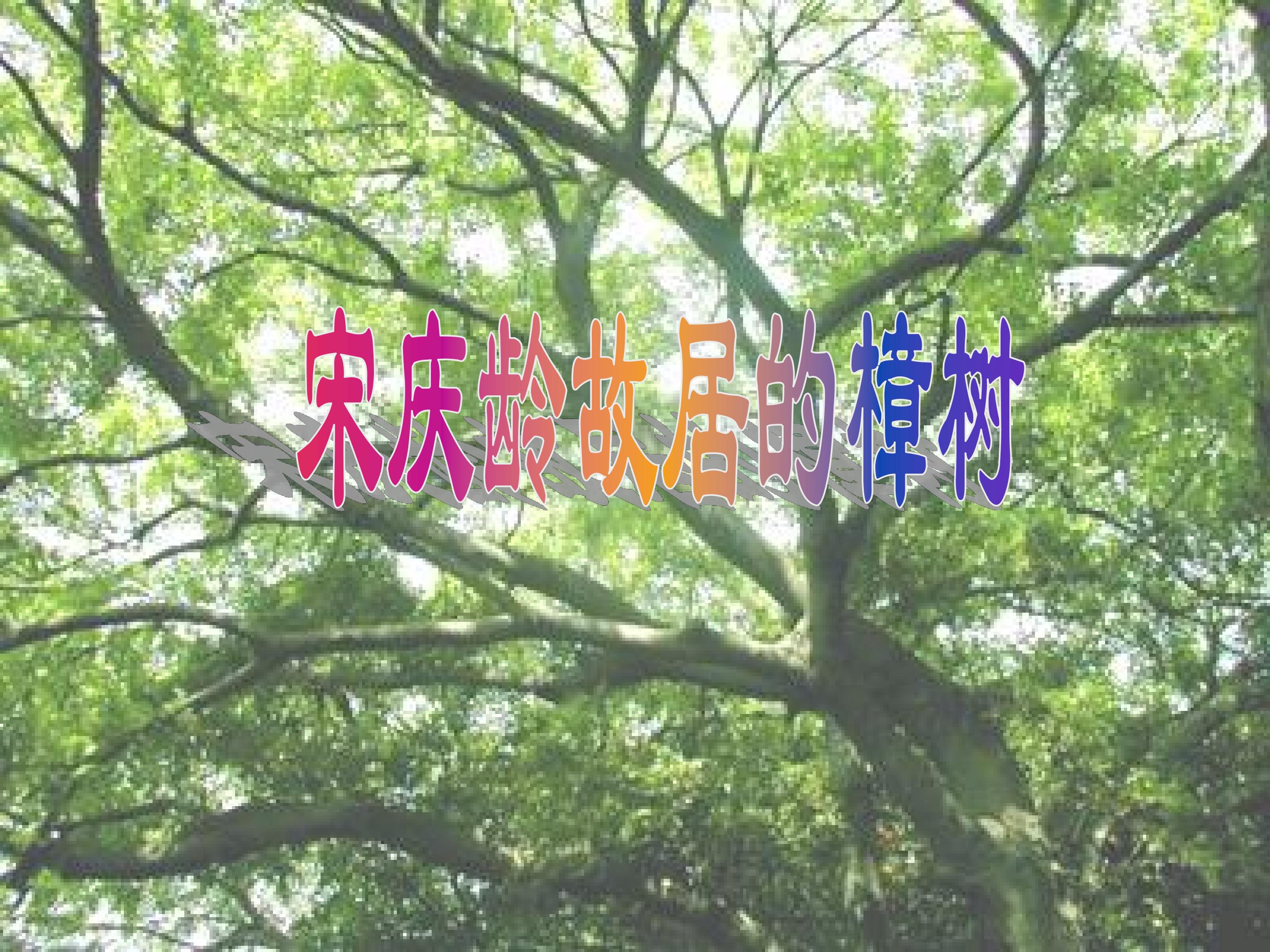 《宋庆龄故居的樟树》课件