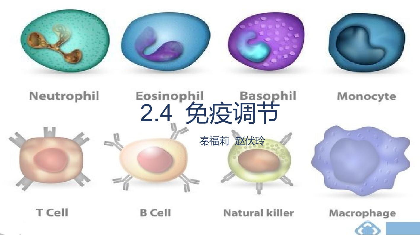 2.4 免疫调节